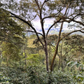 Ecuador Servio Gonzalez - Geisha
