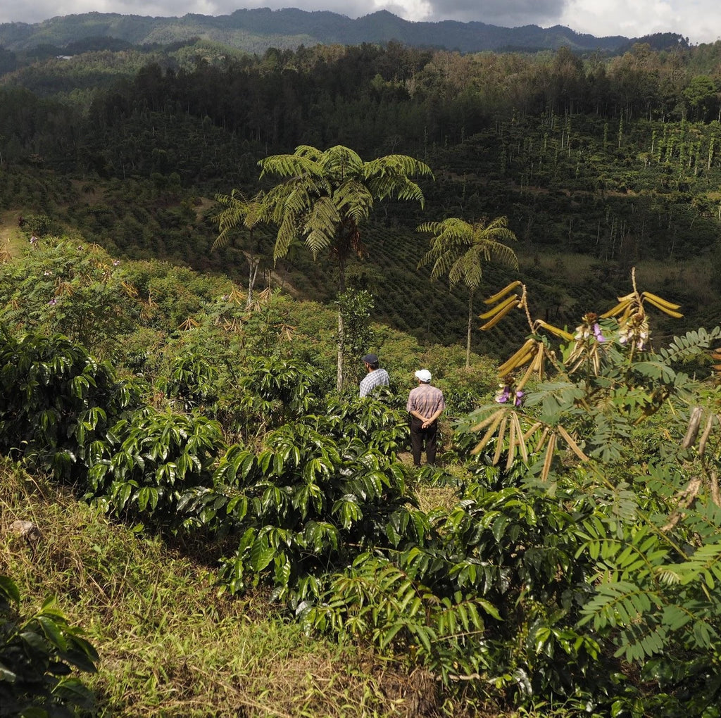 Guatemala Luis Valdez
