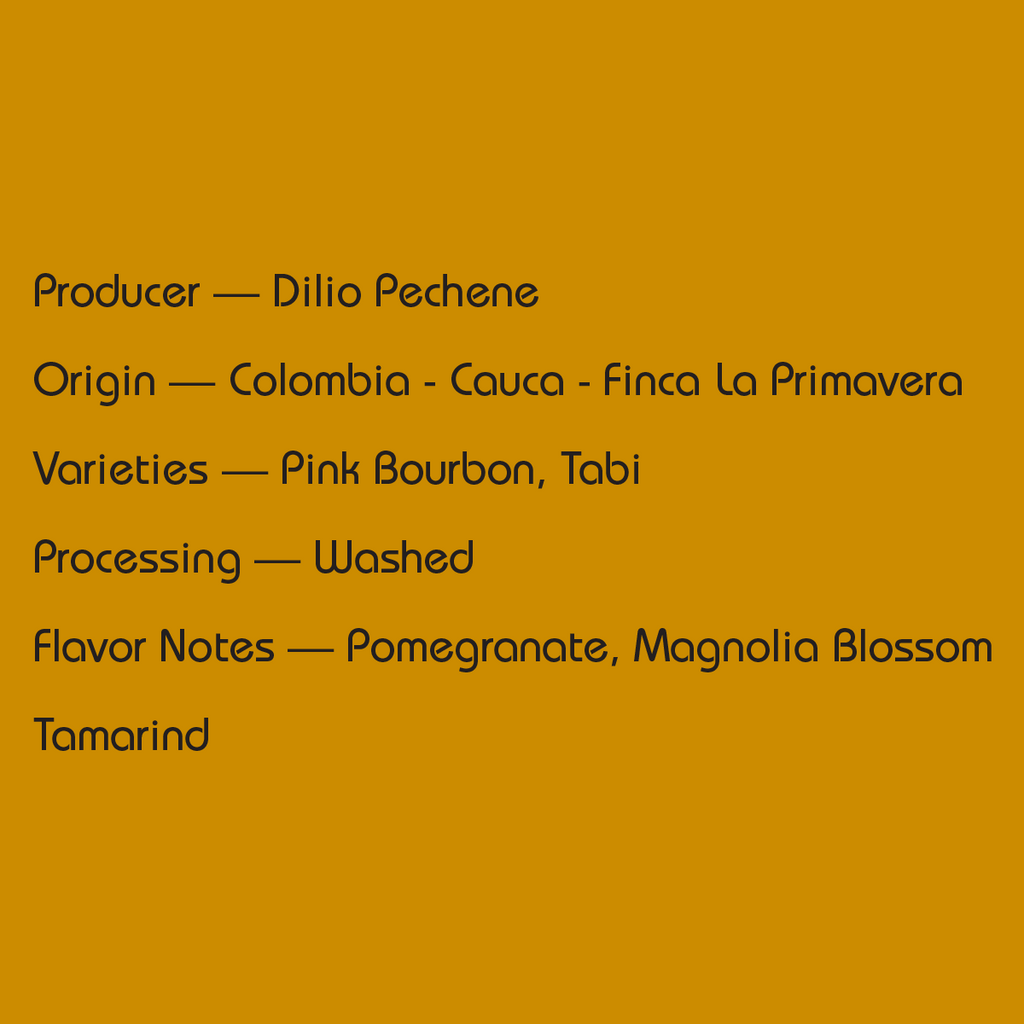 Colombia Dilio Pechene — Best of Cauca No. 1