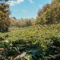 Tanzania Leon Christianakis - Pacamara
