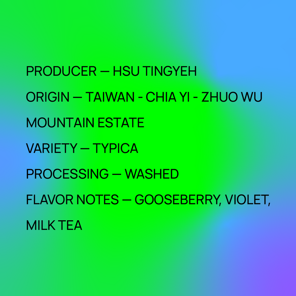 Taiwan Hsu Tingyeh - Typica - Looproom Collaboration