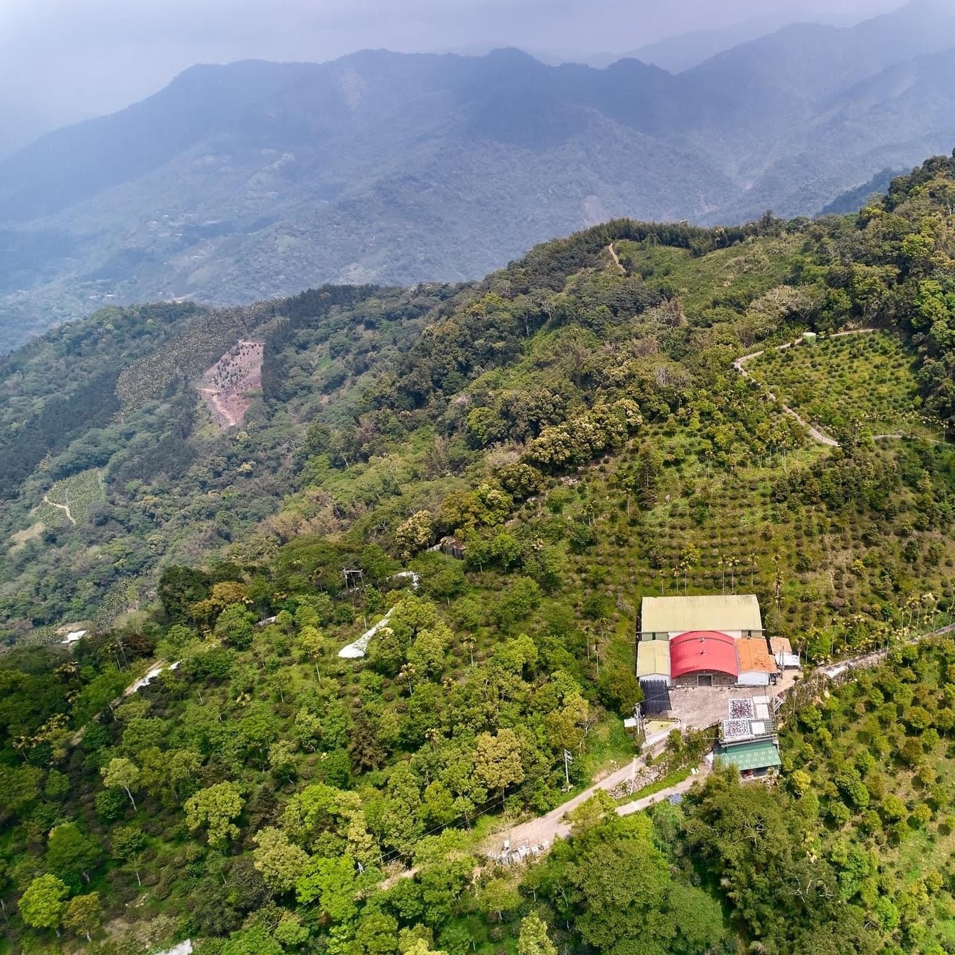 Taiwan Hsu Tingyeh - Typica - Looproom Collaboration